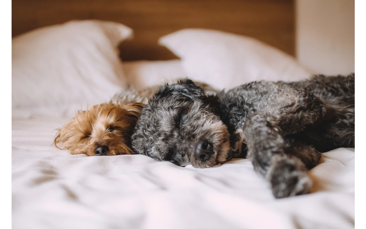 two sleeping dogs