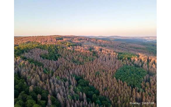 Dronebeeld van een bos met dode bomen.