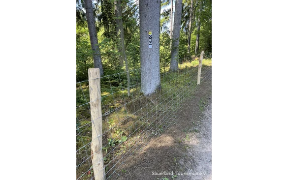 Neben einem Wanderweg verläuft ein Drahtzaun. An einem Baum hängen die Wegemarkierungen für unter anderem den Rothaarsteig.