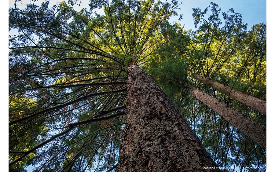De Himmelssäulen, machtige douglassparren, in het Glindfeld bos zijn absoluut indrukwekkend.