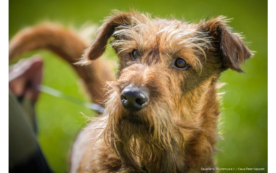 A dog looks into the camera.