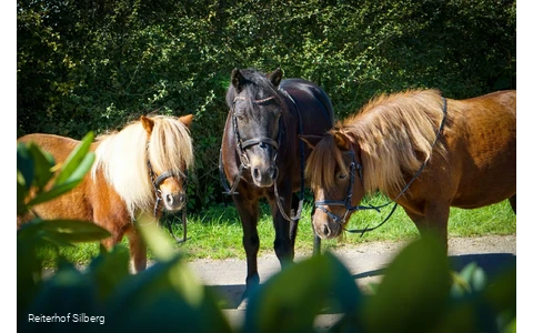 Bild Pferde©Reiterhof Silberg.jpg