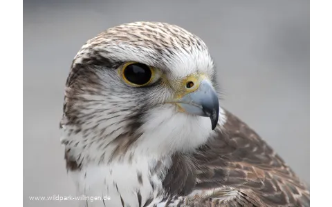 Falke_c__Wild-_und_Freizeitpark_Willingen.jpg.jpg