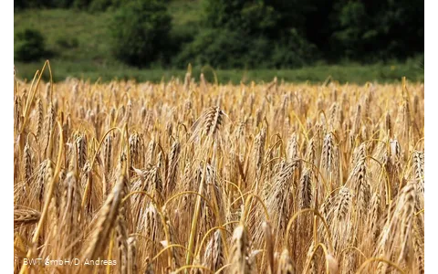 Feld