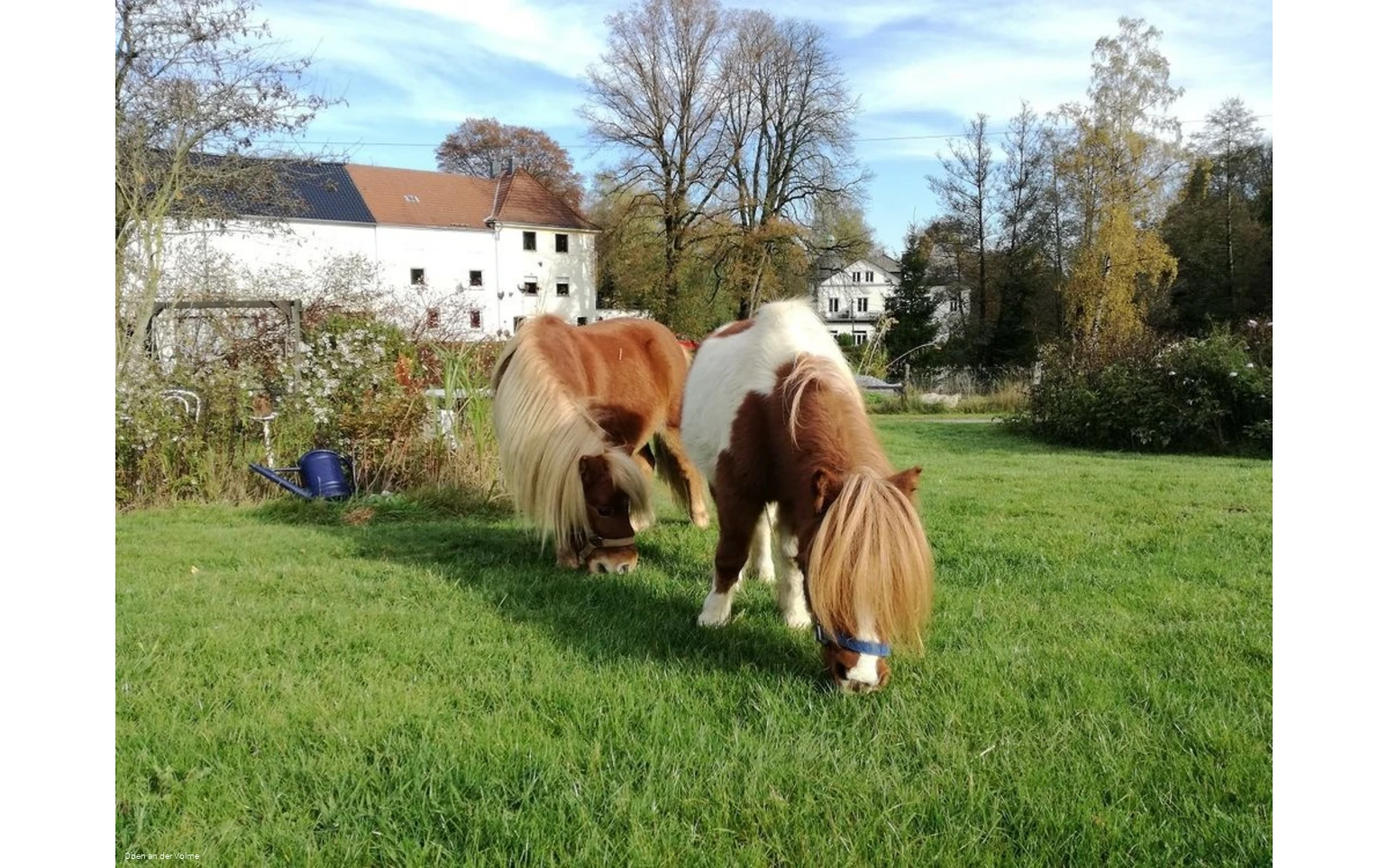 Zutrauliche Ponys gibt es auf dem Ponyhof