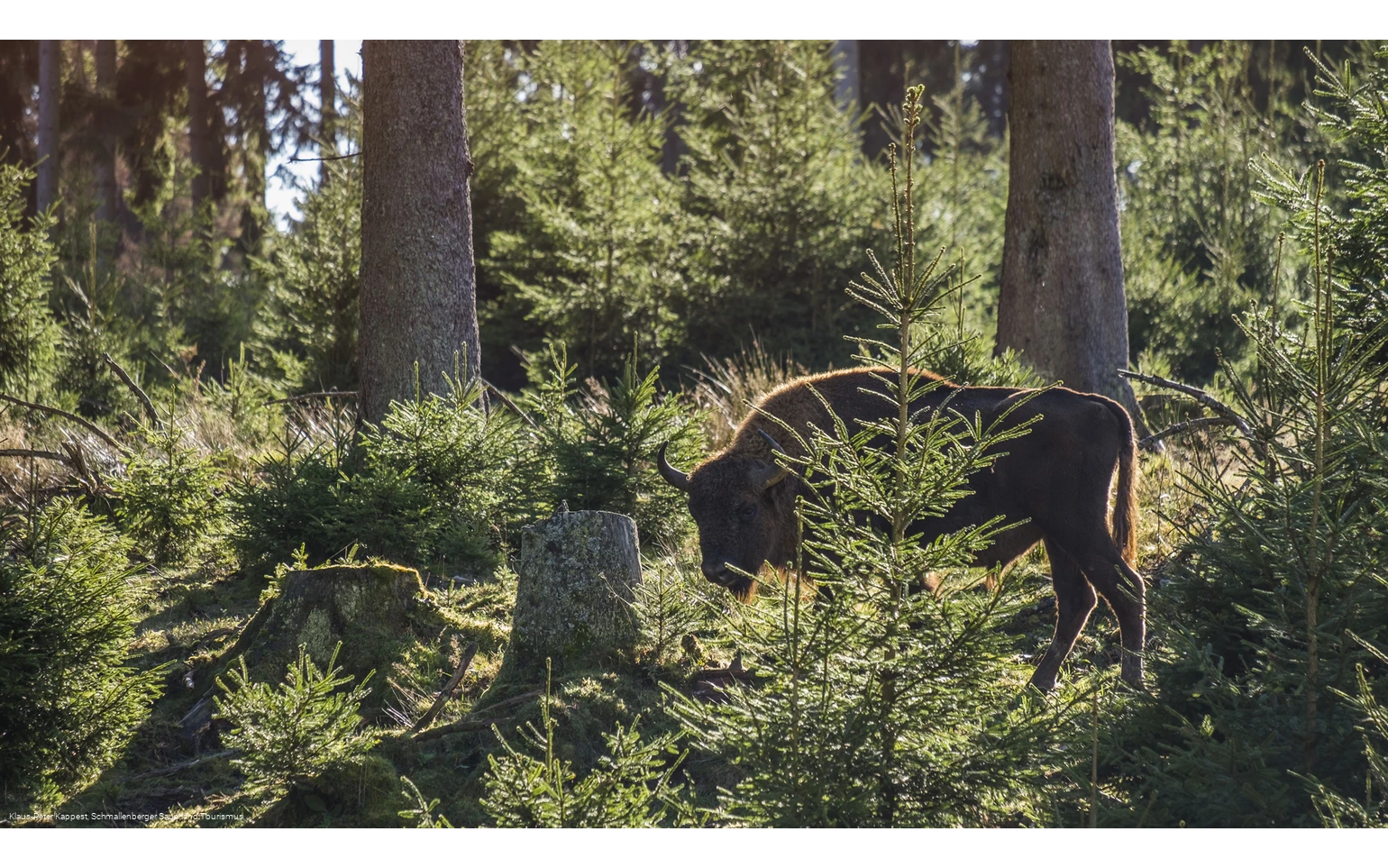 Wisent-Wildnis am Rothaarsteig