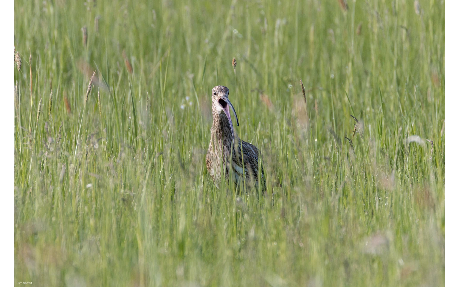 Großer Brachvogel (c) Tim Seiffert.jpeg