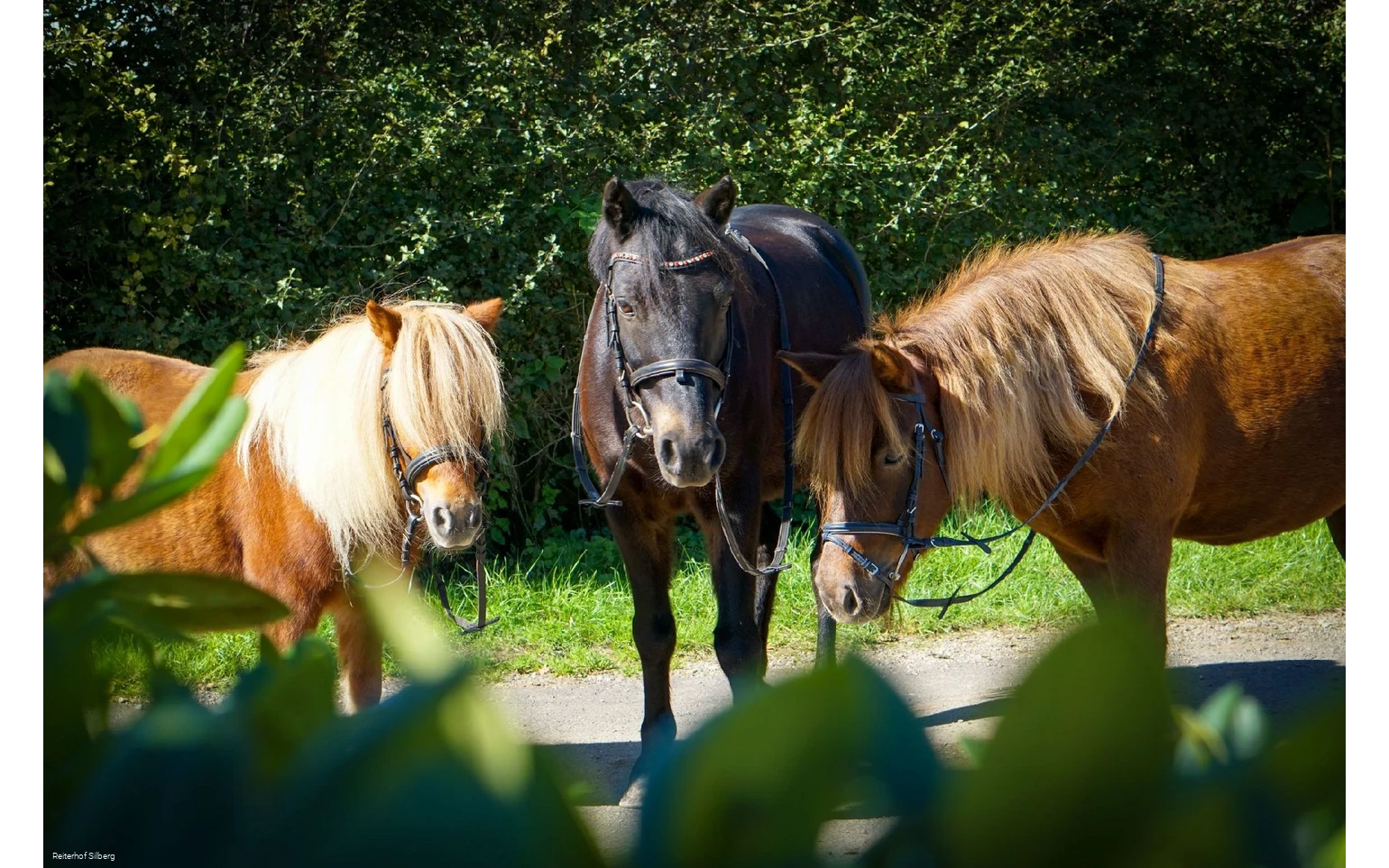 Bild Pferde©Reiterhof Silberg.jpg