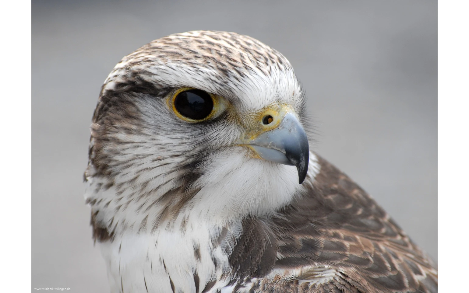 Falke_c__Wild-_und_Freizeitpark_Willingen.jpg.jpg