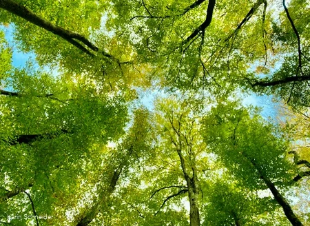 Shinrin Yoku in het bos 2.jpg