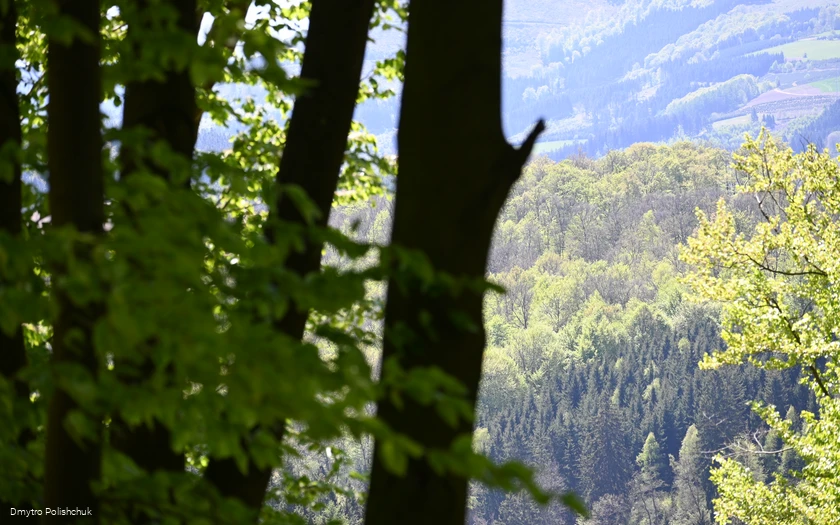 Ausblick auf den Wald bei Ostwig