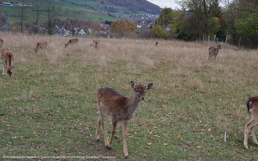 Wildgehege Huckelberg
