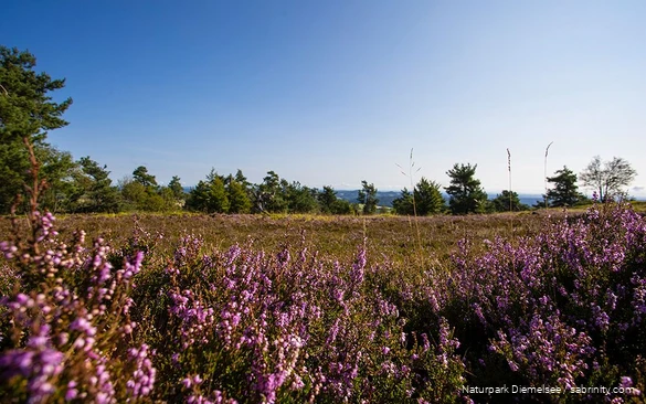 De hooggelegen heidegebieden op de Ettelsberg zijn een geweldige bestemming, vooral in juli en augustus.