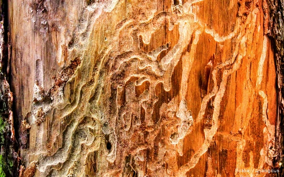Close-up of bark beetle feeding traces in a tree.