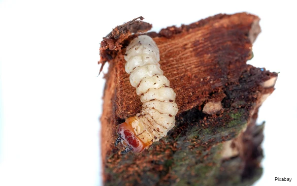 Close-up of a bark beetle on a piece of bark.