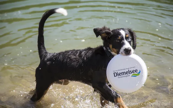 Hund spielt im Wasser mit Frisbee am Diemelsee im Sauerland