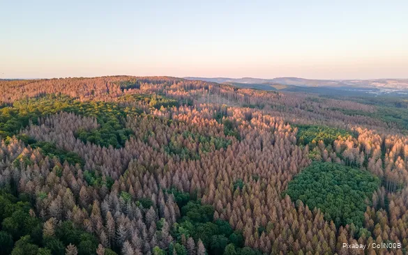 Drone image of a forest with dead trees.