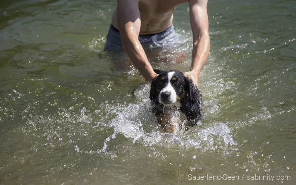 Hund schwimmt im Wasser am Diemelsee. Die Familie macht Urlaub mit Hund im Sauerland.