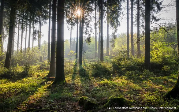 The sun's rays gently break through the dense Sauerland forest.