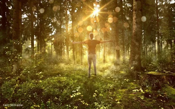 Shinrin Yoku forest bathing 1.jpg