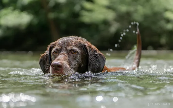 Ein Hund schwimmt im Wasser eines Sees im Sauerland