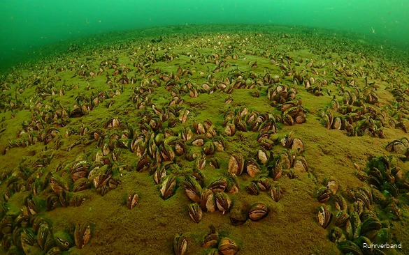 Der Grund eines Gewässer ist übersäht mit Quaggamuscheln. Keine anderen Lebewesen sind zu sehen.