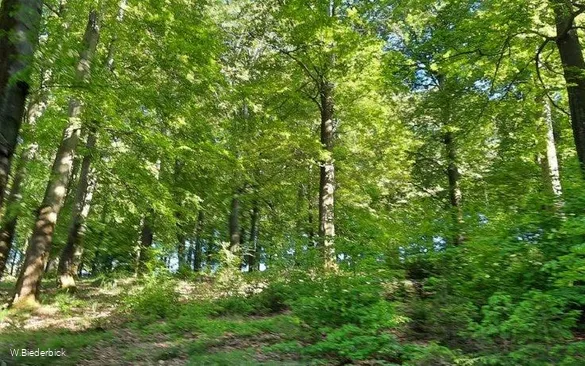 Waldbaden-Buchenwald spring (photo W.Biederbick).jpg