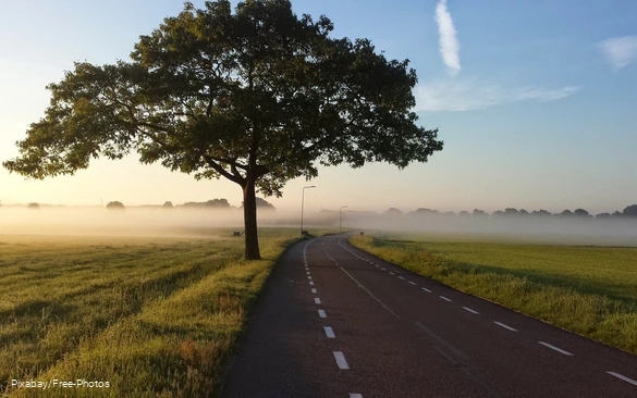 Landstraße gesäumt von einem Baum und Wiesen.