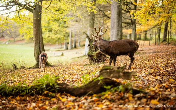 Zwei Hirsche stehen auf herbstlichem Laub im Wildpark des Bilsteintals.
