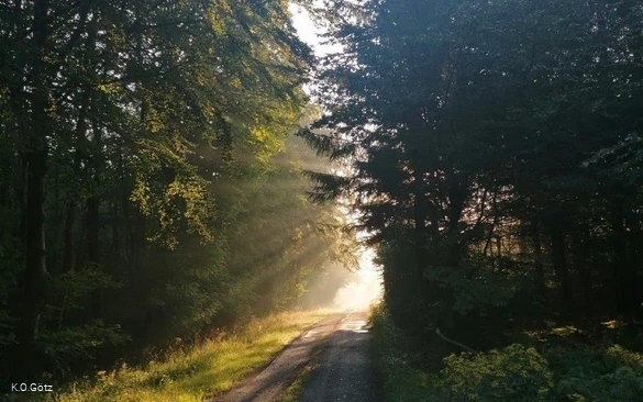 Waldbaden forest crosswise (Photo K.O.Götz).jpg