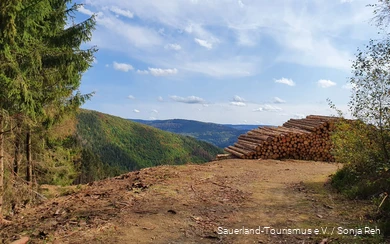 Blick auf ein Waldstück nach intensiven Waldarbeiten aufgrund der Borkenkäfer-Kalamität.