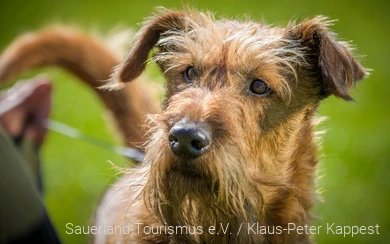 Een hond in het Sauerland in de natuur tijdens een vakantie