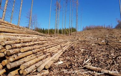 Deforested areas after the bark beetle infestation.