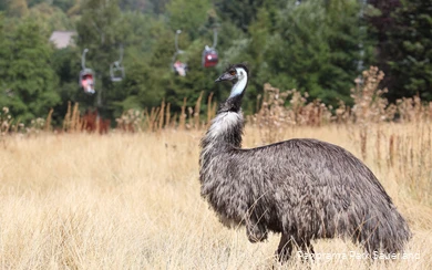 In the foreground is an emu and in the background you can see a chairlift.