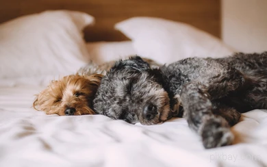 zwei schlafende Hunde