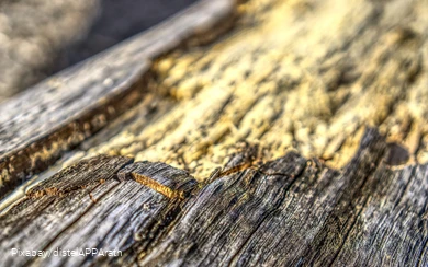 Close-up of a destroyed tree bark.