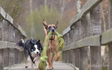 Zwei Hunde laufen über eine Brücke und spielen mit eiem Spielzeug