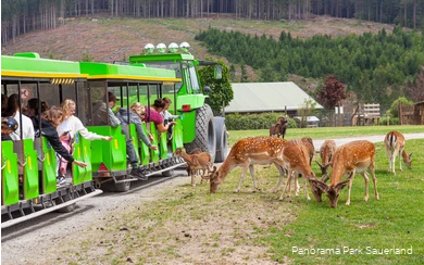 The green Pano Express passes a herd of fallow deer and the passengers hold out food to them.