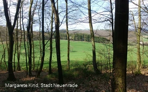 Blick auf die Wiese mit Borkebach