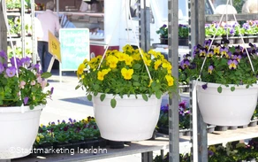 Blumenampeln
