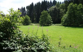 Saftig grüne Wiesen am Wegesrand