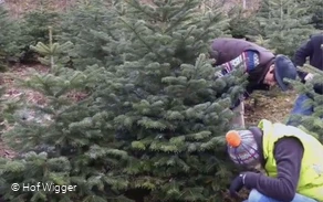 Hof Wigger - Weihnachtsbaumschonung mit mehreren Personen nah