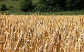 Feld DA.jpg
