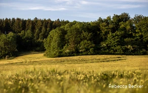 Goldgelb leuchtet Rapsfeld am Waldrand.