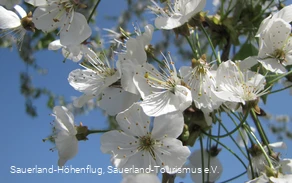Obstblüte