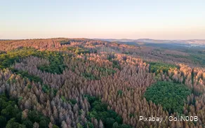 Drone image of a forest with dead trees.