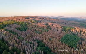 Drone image of a forest with dead trees.