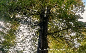 Naturdenkmal Lucaseiche am Rothaarsteig