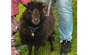 Hof Huxhardt - Schafspaziergänge