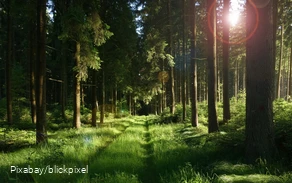 A forest path bathed in sunlight.